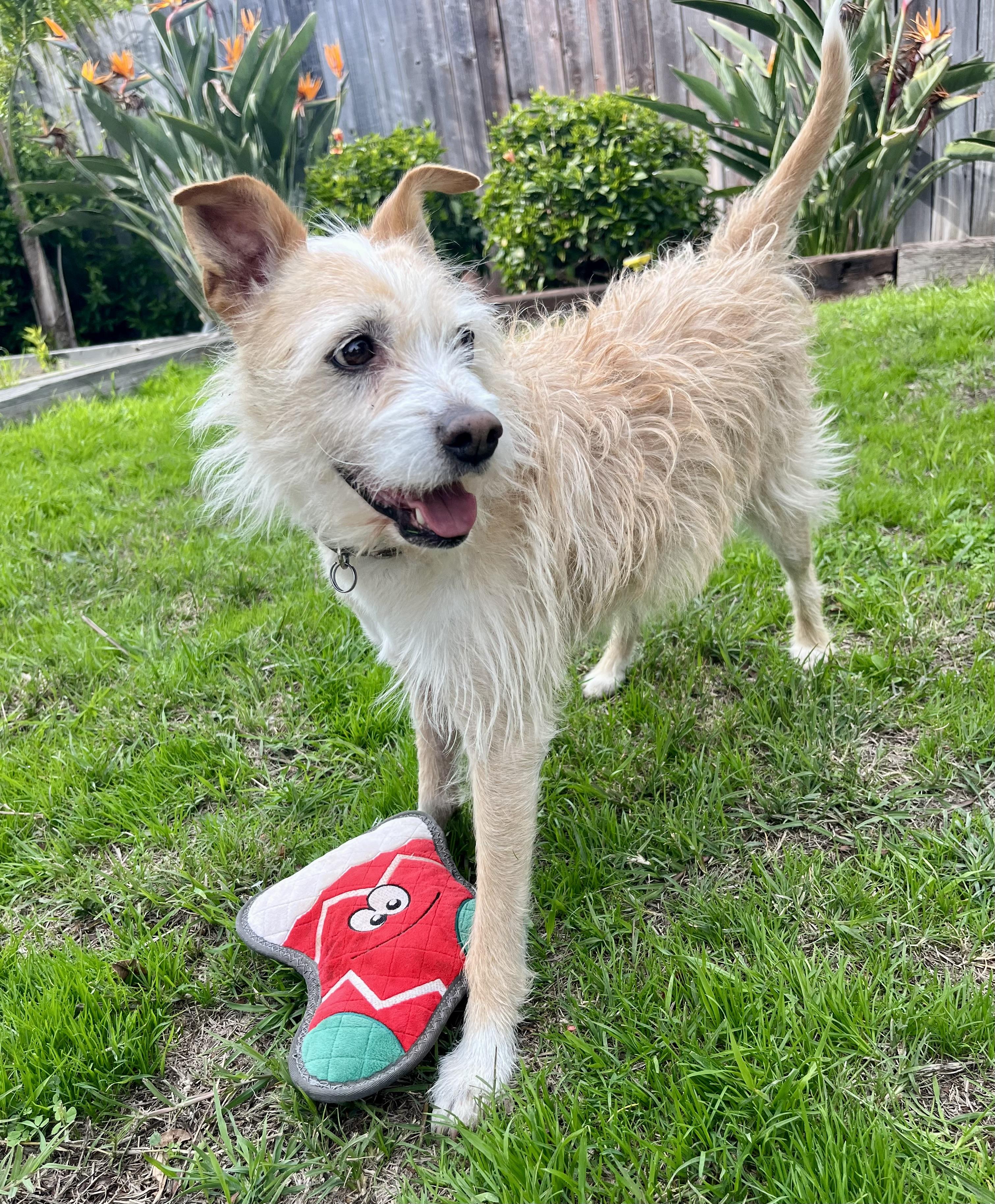 Peanut, a Adoptable mixed breed in Lancaster, CA image 6/6