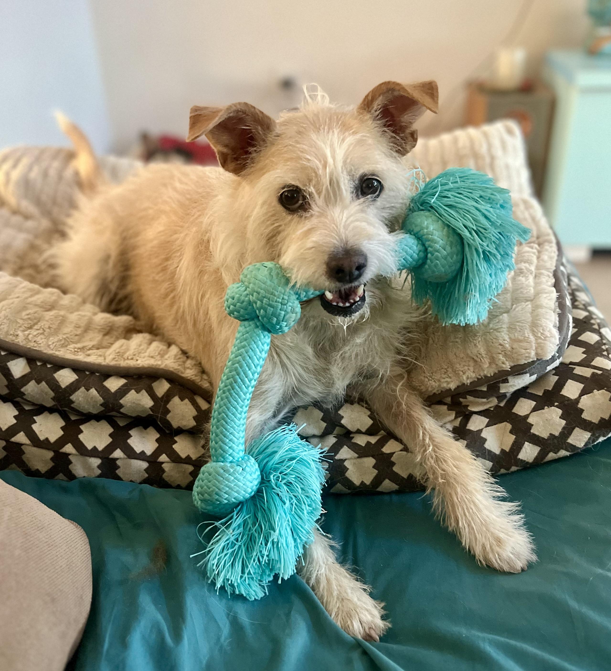 Peanut, Adoptable, Young Male Terrier.