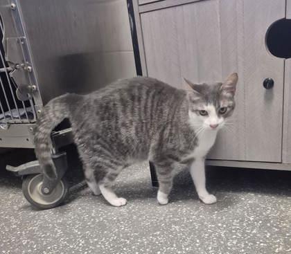 Gracie-Chanel, Adult Female Domestic Short Hair