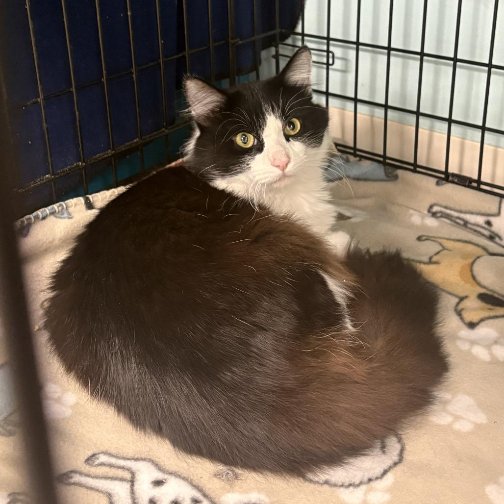 McFlurry, Adoptable, Young Male Domestic Long Hair.