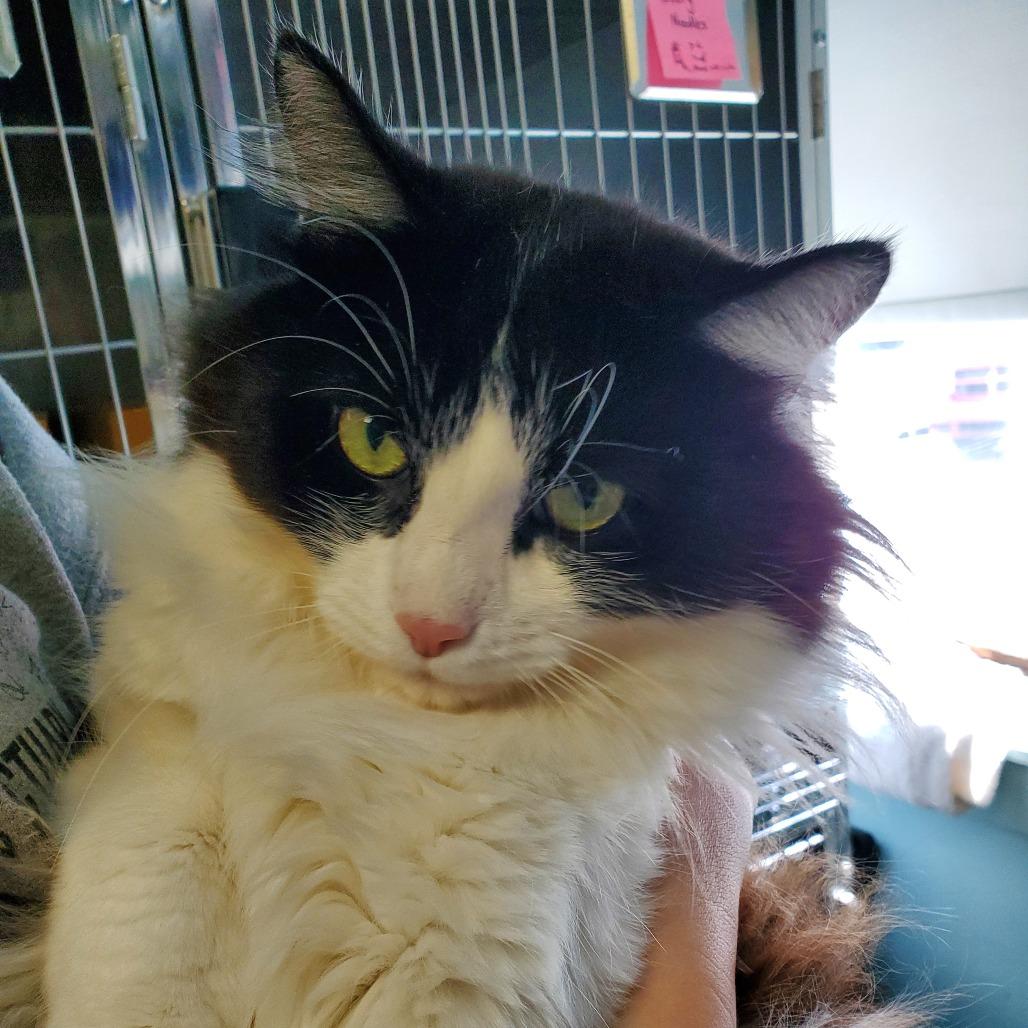 Enlarge McFlurry, a Adoptable Domestic Long Hair in PITTSBURGH, PA image 2/4