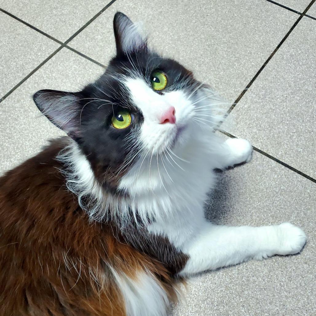 Enlarge McFlurry, a Adoptable Domestic Long Hair in PITTSBURGH, PA image 4/4