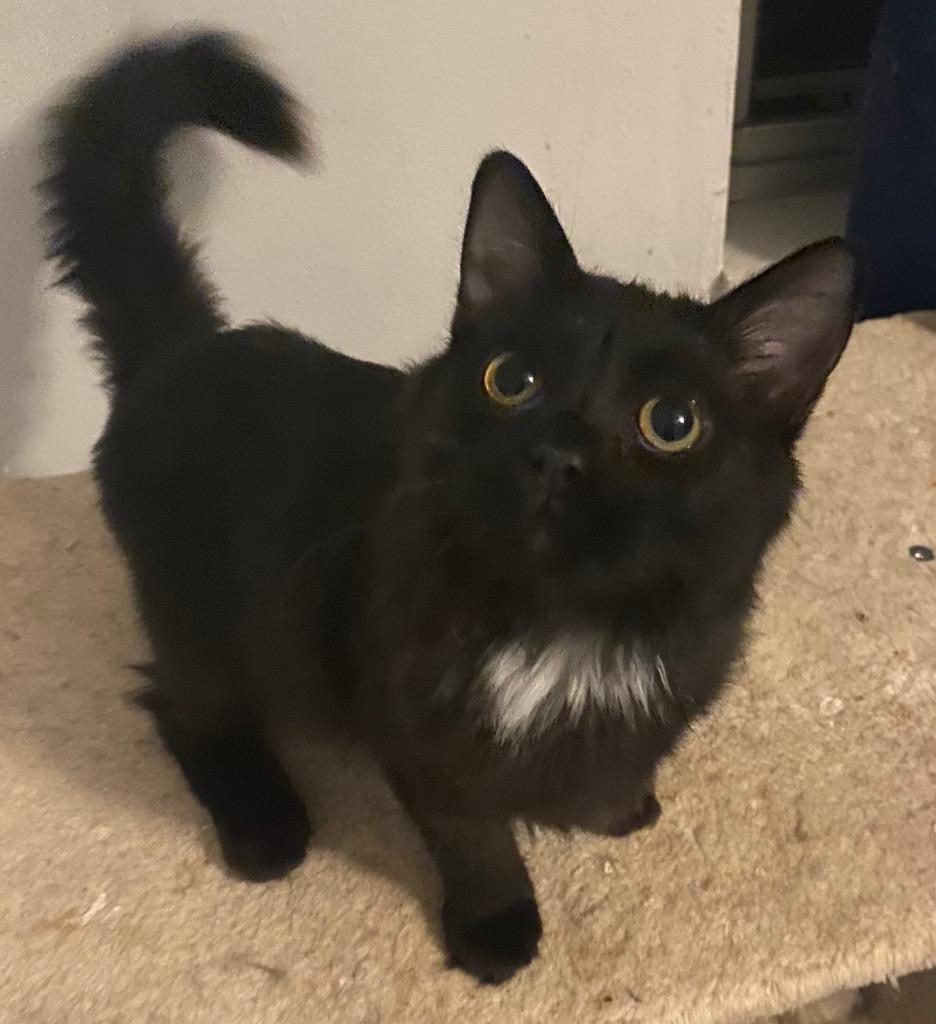 Pepper, Adoptable, Kitten Female Domestic Long Hair.