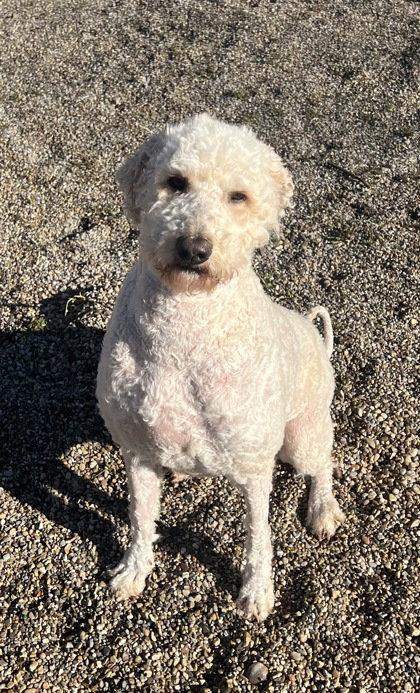 Enlarge Ginger (6990), a Adopted mixed breed in Lake City, MI image 1/1