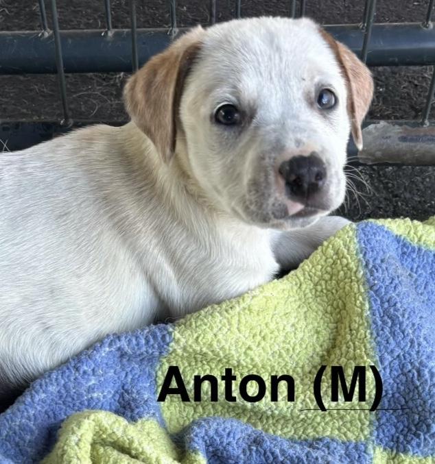 Anton, adoptable, Puppy Male English Pointer.