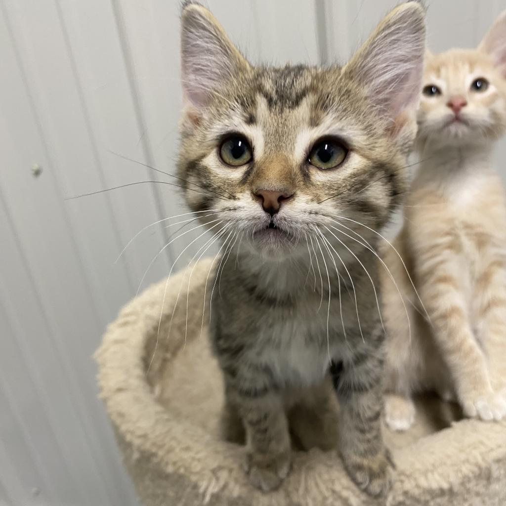 primrose, Adopted, Kitten Female American Shorthair.