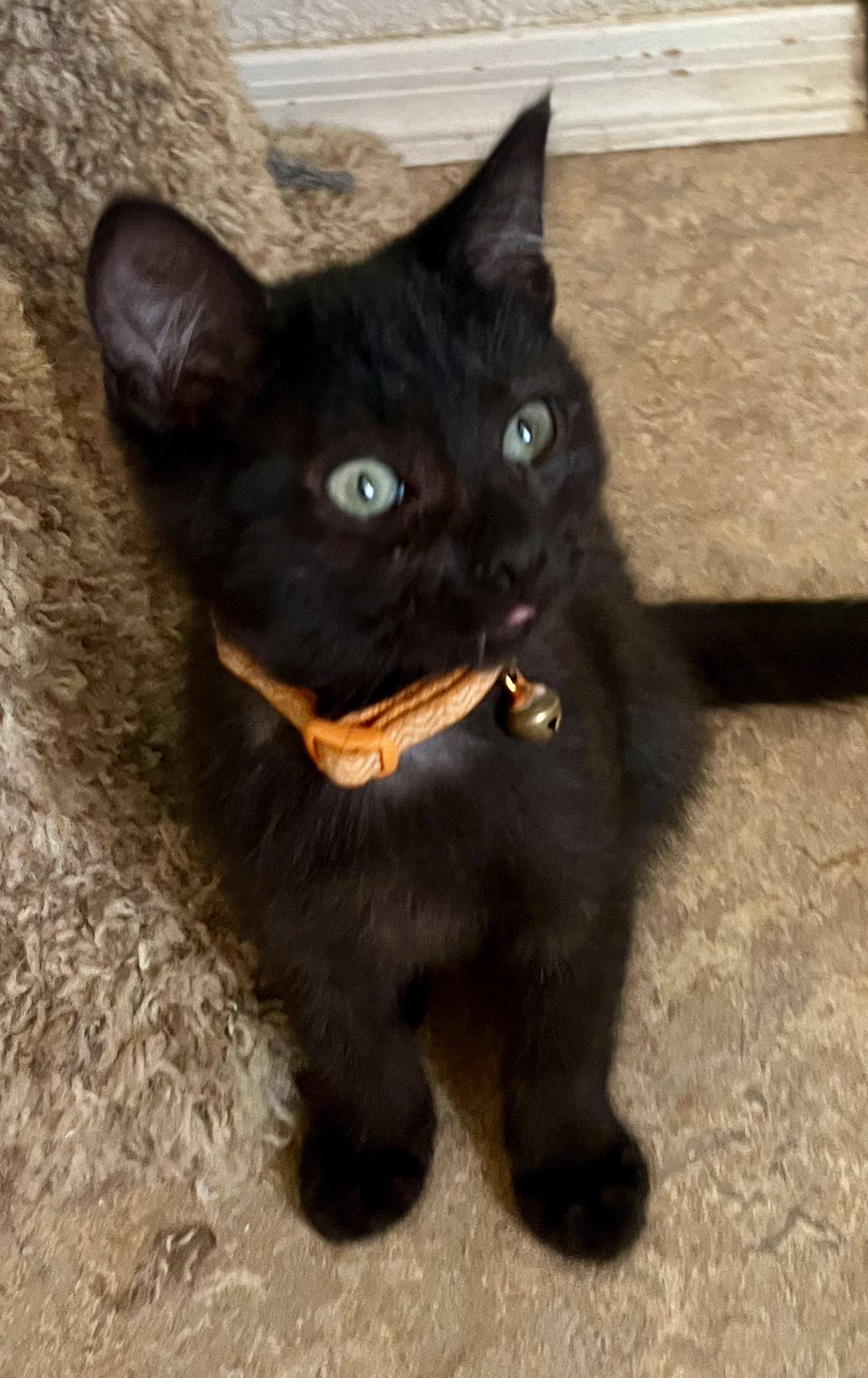 Enlarge Luke, a ADOPTABLE Domestic Short Hair in Lancaster, CA image 5/6