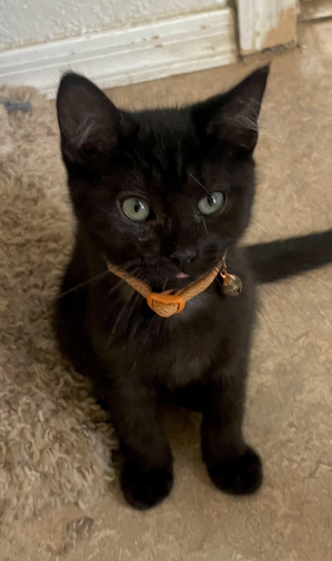 Enlarge Luke, a ADOPTABLE Domestic Short Hair in Lancaster, CA image 2/6