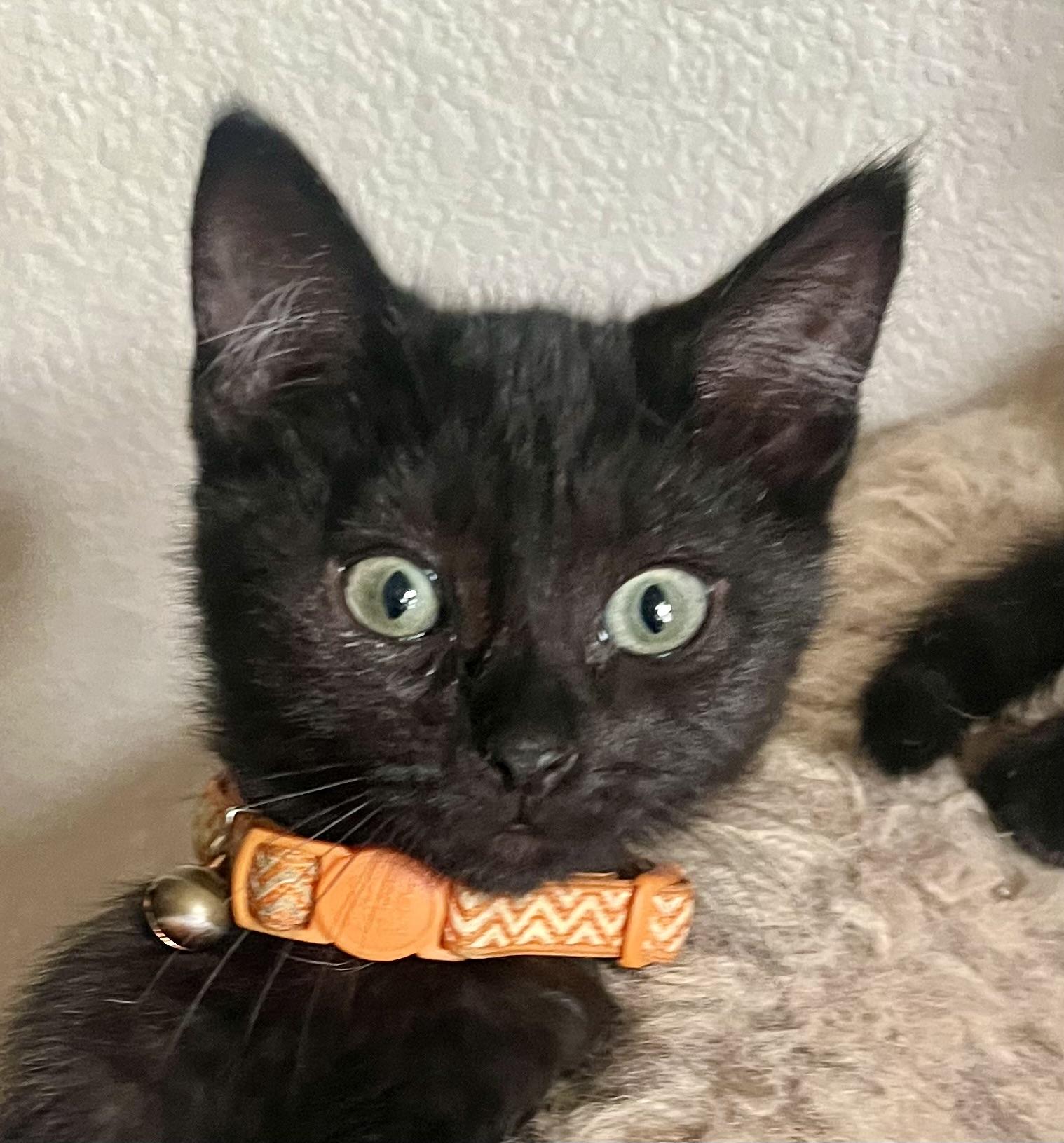 Enlarge Luke, a ADOPTABLE Domestic Short Hair in Lancaster, CA image 1/6