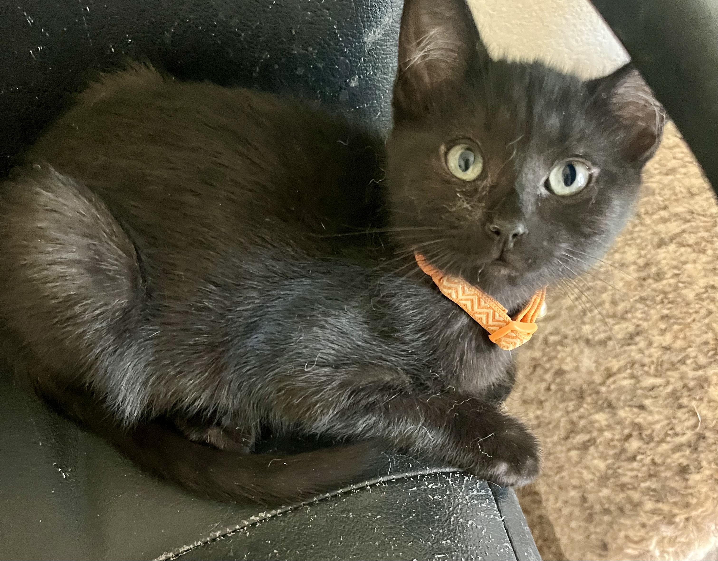 Enlarge Luke, a ADOPTABLE Domestic Short Hair in Lancaster, CA image 4/6