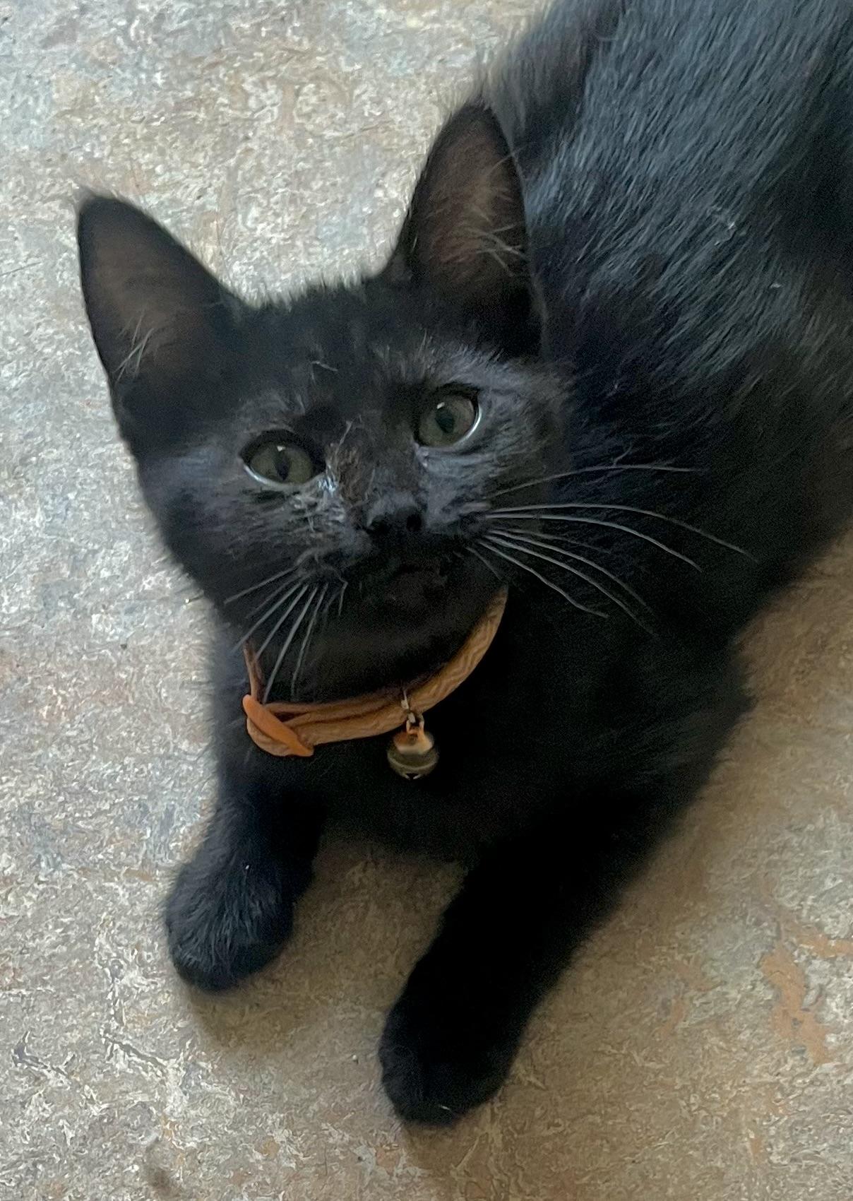 Enlarge Luke, a ADOPTABLE Domestic Short Hair in Lancaster, CA image 3/6