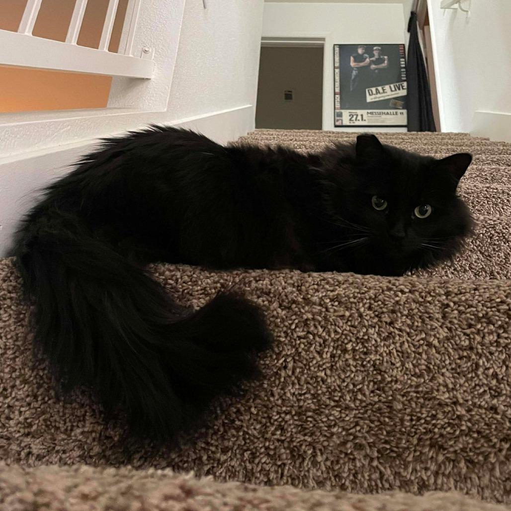 Enlarge Velvet Cat OS NV, a Adoptable Domestic Short Hair in Las Vegas, NV image 2/4