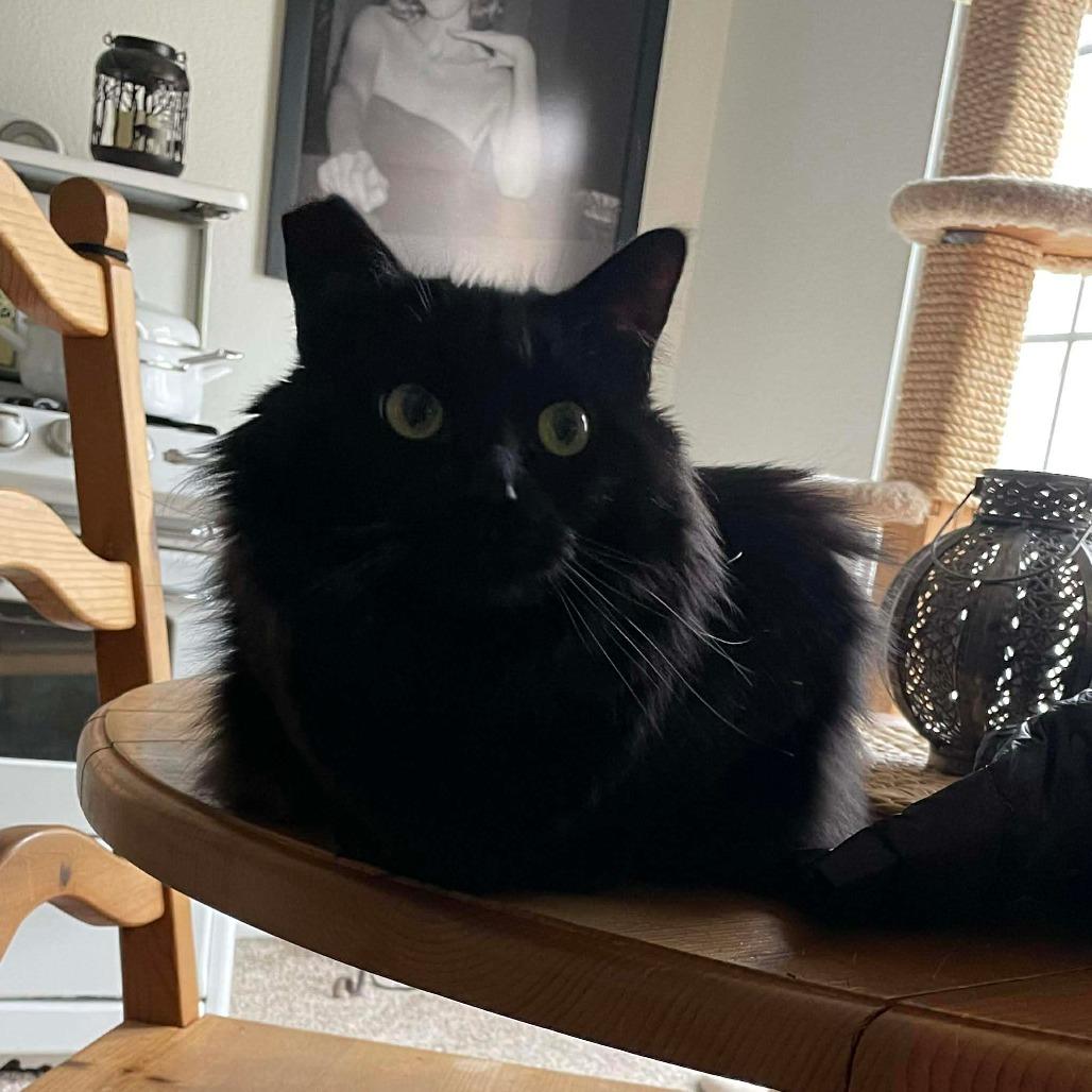 Enlarge Velvet Cat OS NV, a Adoptable Domestic Short Hair in Las Vegas, NV image 3/4