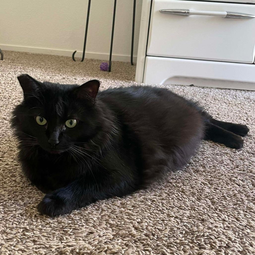 Enlarge Velvet Cat OS NV, a Adoptable Domestic Short Hair in Las Vegas, NV image 4/4