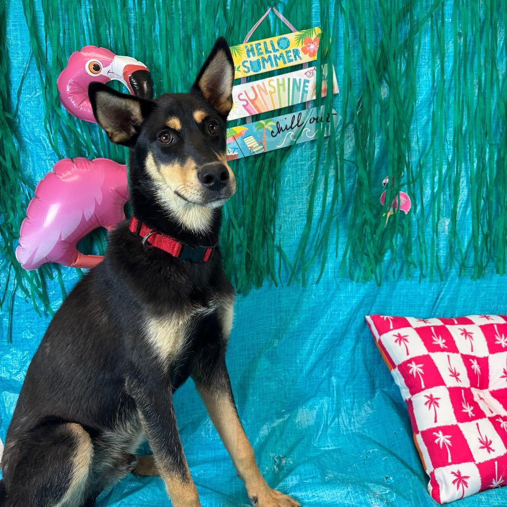 Enlarge Ace, a Adoptable Shepherd in Fresno, CA image 1/2