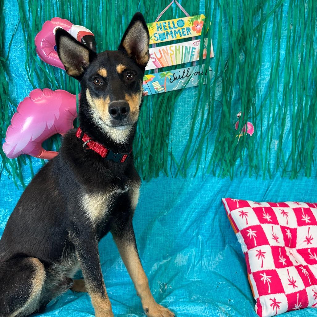 Enlarge Ace, a Adoptable Shepherd in Fresno, CA image 2/2