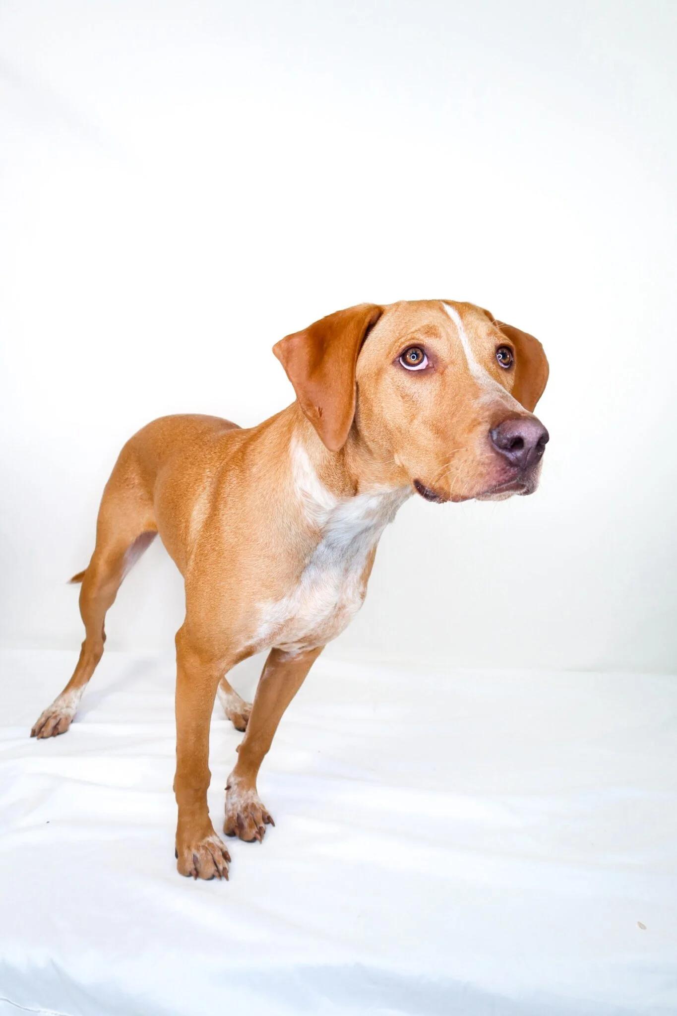 Khaleesi, a ADOPTABLE mixed breed in Bixby, OK image 5/6