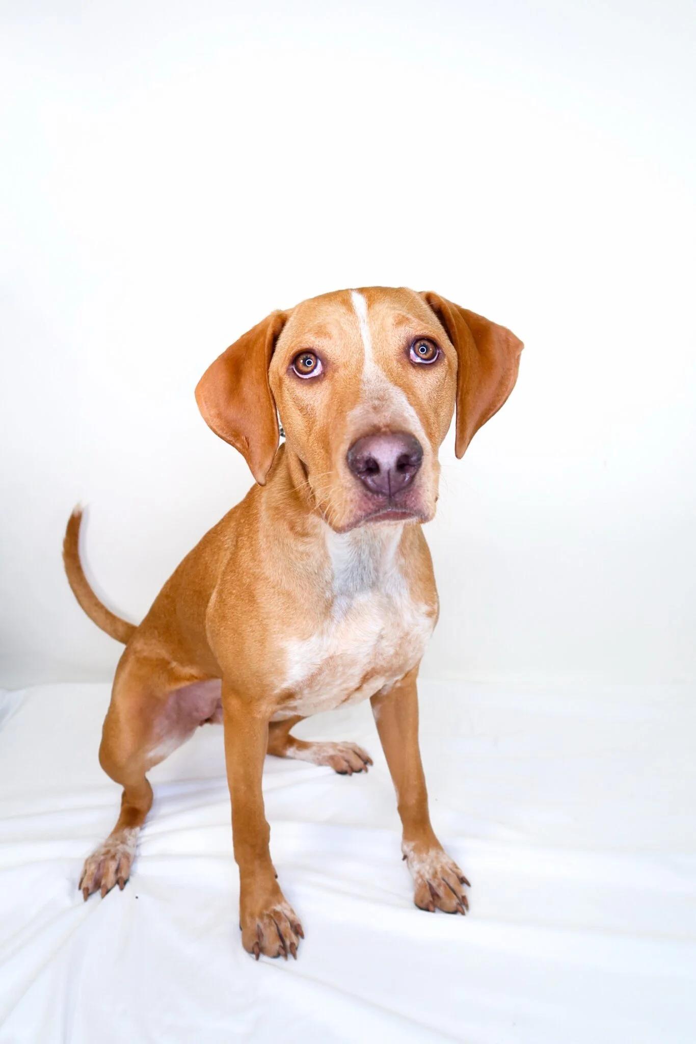 Khaleesi, a ADOPTABLE mixed breed in Bixby, OK image 2/6