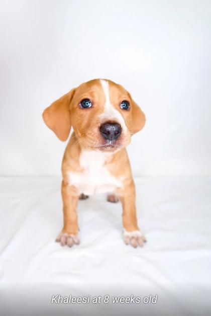 Khaleesi, a ADOPTABLE mixed breed in Bixby, OK image 6/6