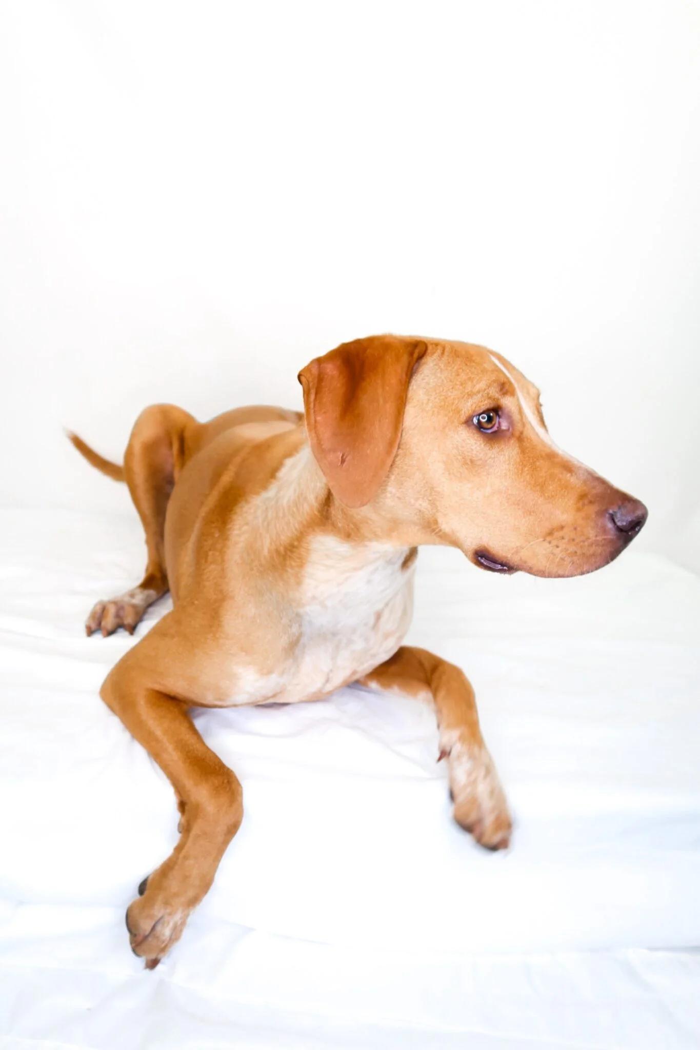 Khaleesi, a ADOPTABLE mixed breed in Bixby, OK image 3/6