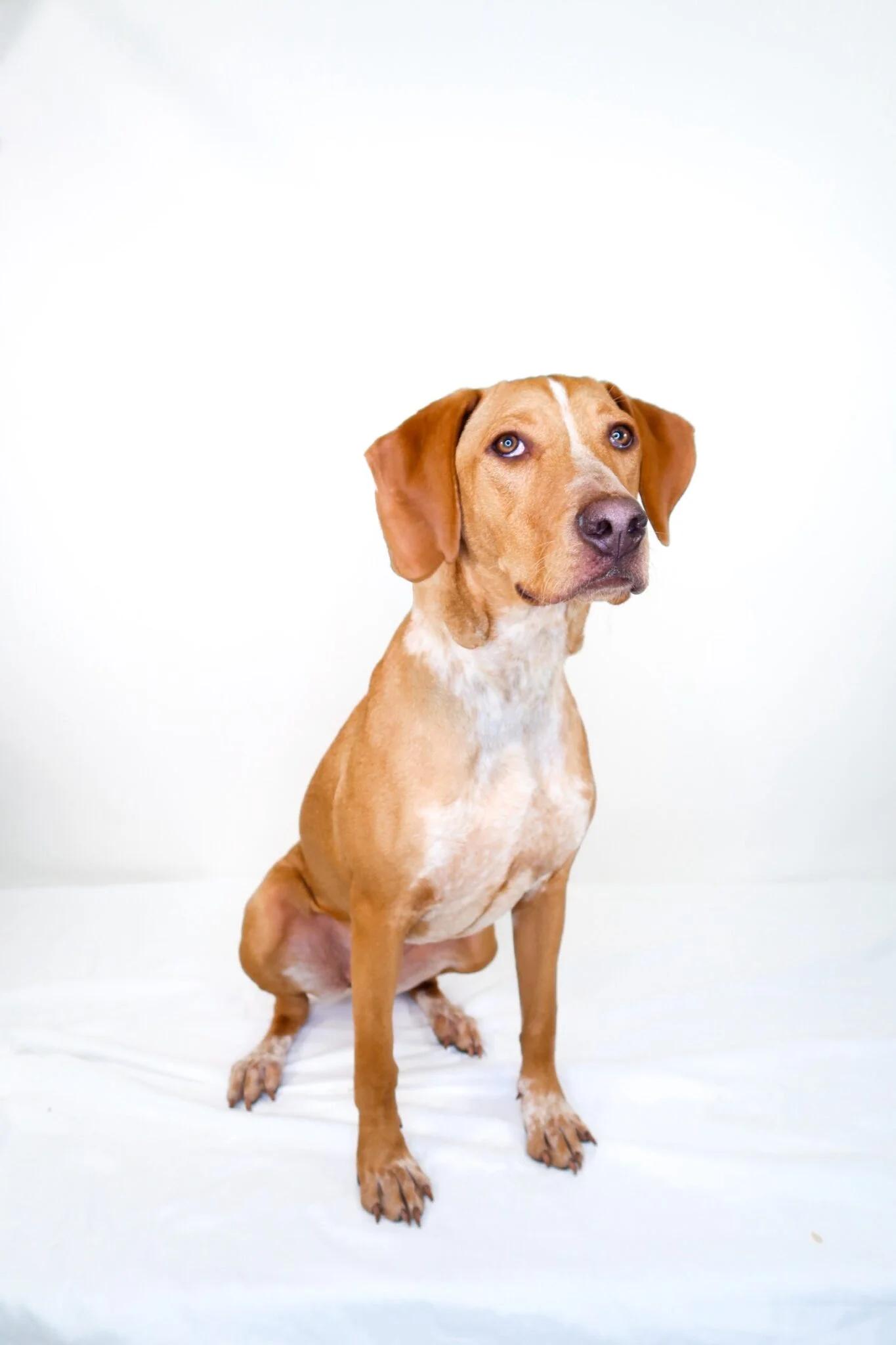 Khaleesi, a ADOPTABLE mixed breed in Bixby, OK image 4/6