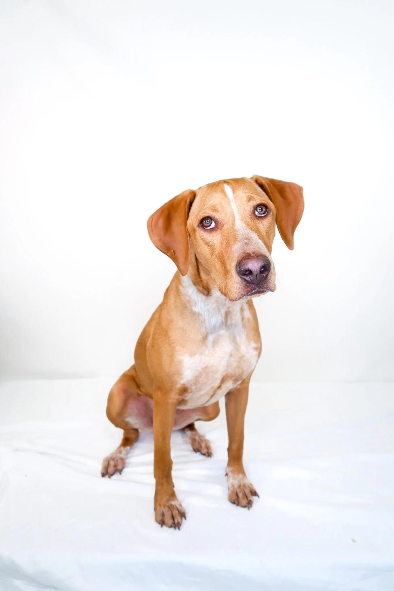 Khaleesi, ADOPTABLE, Young Female Rhodesian Ridgeback & Australian Cattle Dog / Blue Heeler.