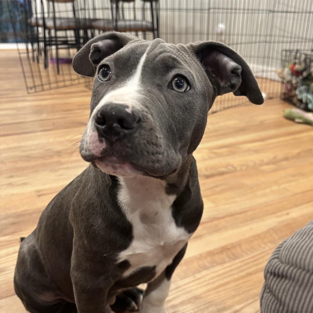 Enlarge Grover - Sesame Street Litter - AVAILABLE, a Adoptable Pit Bull Terrier in Seattle, WA image 3/6