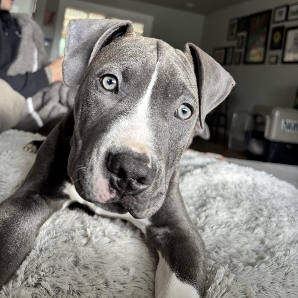 Enlarge Grover - Sesame Street Litter - AVAILABLE, a Adoptable Pit Bull Terrier in Seattle, WA image 2/6