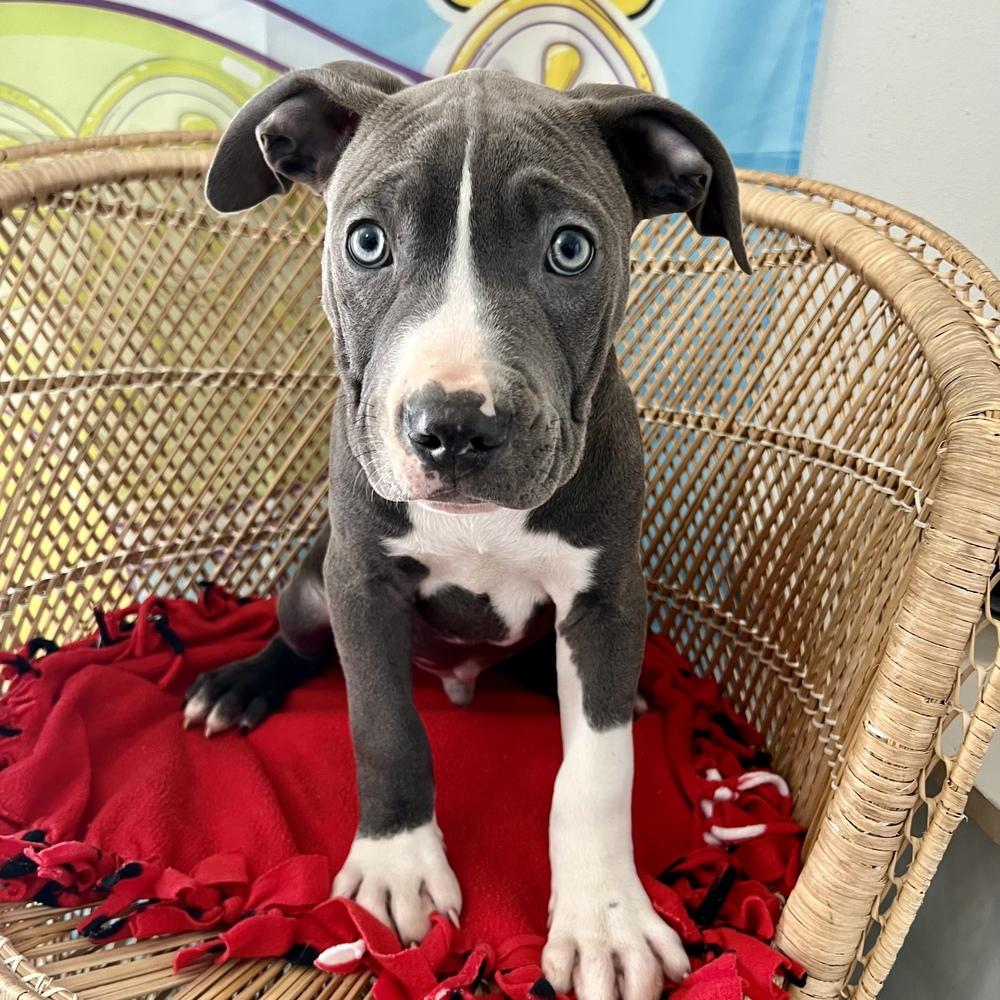 Enlarge Grover - Sesame Street Litter - AVAILABLE, a Adoptable Pit Bull Terrier in Seattle, WA image 4/6
