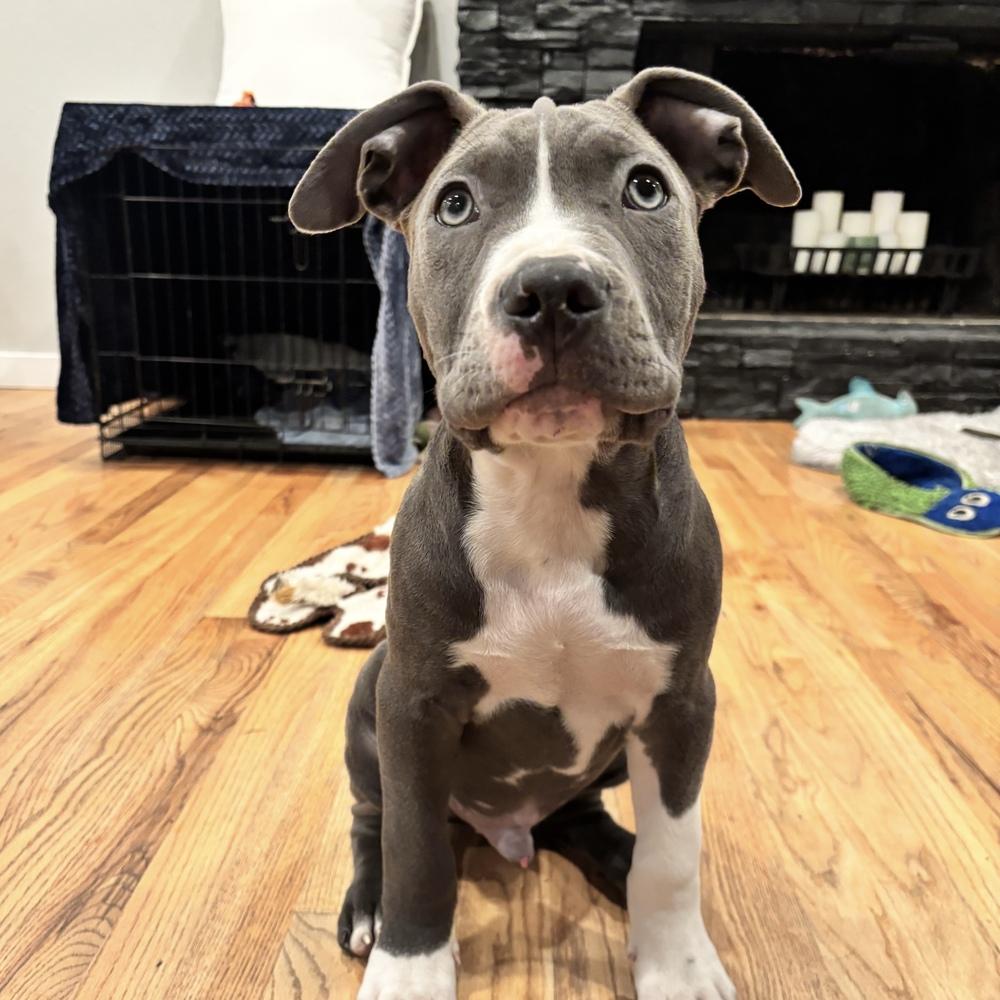 Enlarge Grover - Sesame Street Litter - AVAILABLE, a Adoptable Pit Bull Terrier in Seattle, WA image 1/6