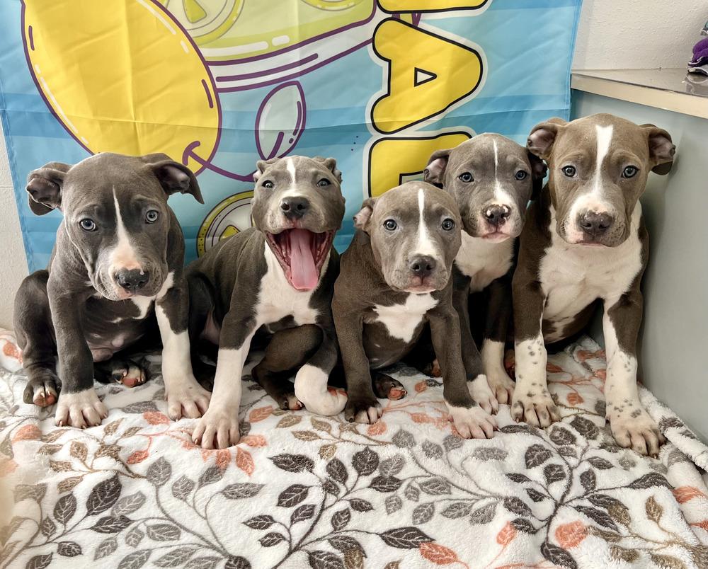 Enlarge Grover - Sesame Street Litter - AVAILABLE, a Adoptable Pit Bull Terrier in Seattle, WA image 6/6