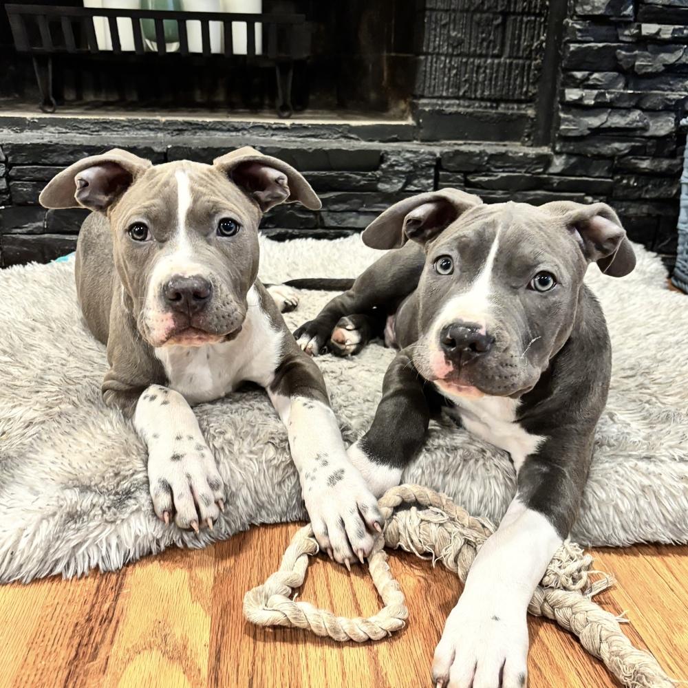 Enlarge Grover - Sesame Street Litter - AVAILABLE, a Adoptable Pit Bull Terrier in Seattle, WA image 5/6