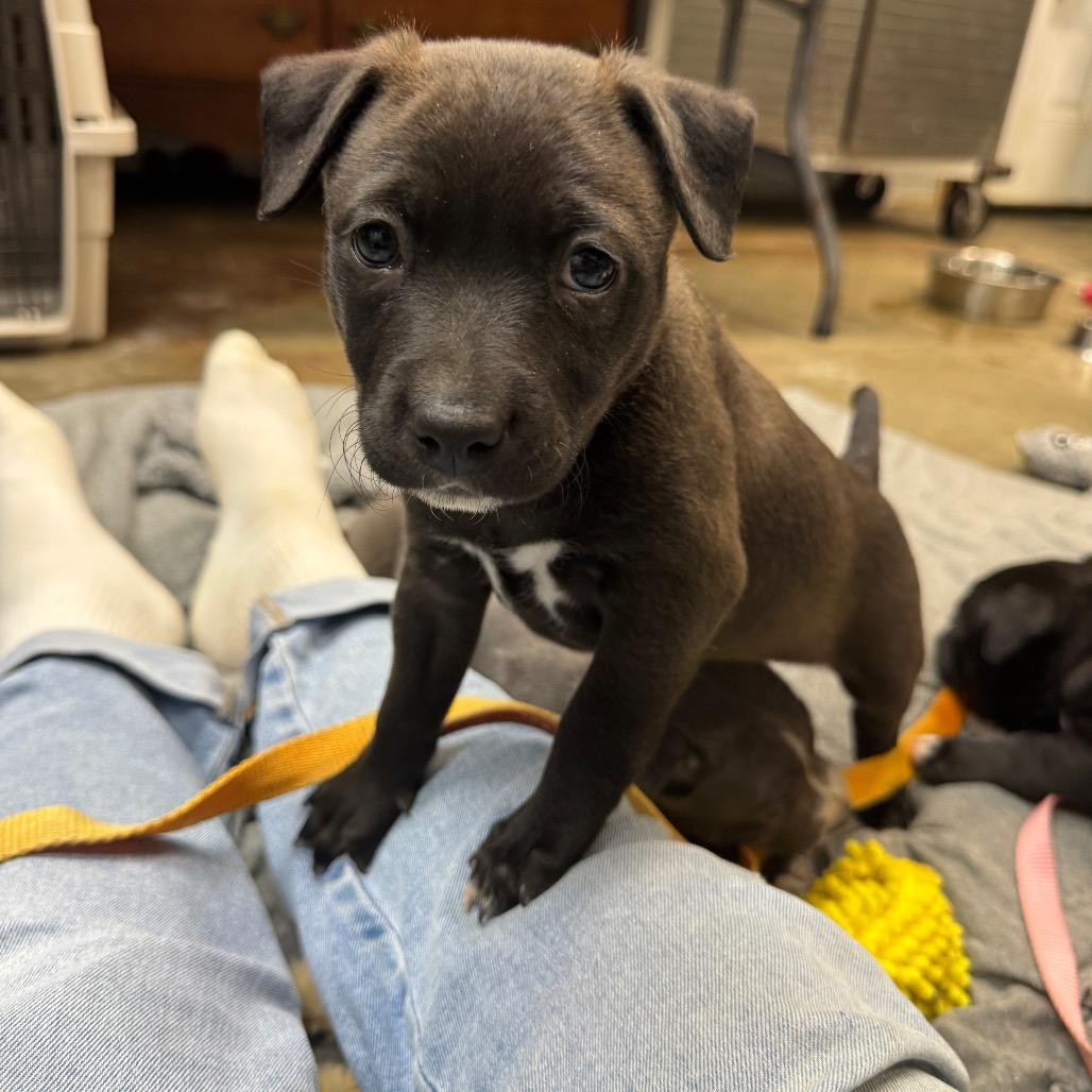Truffles, Adoptable, Puppy Female Havanese & Pit Bull Terrier.