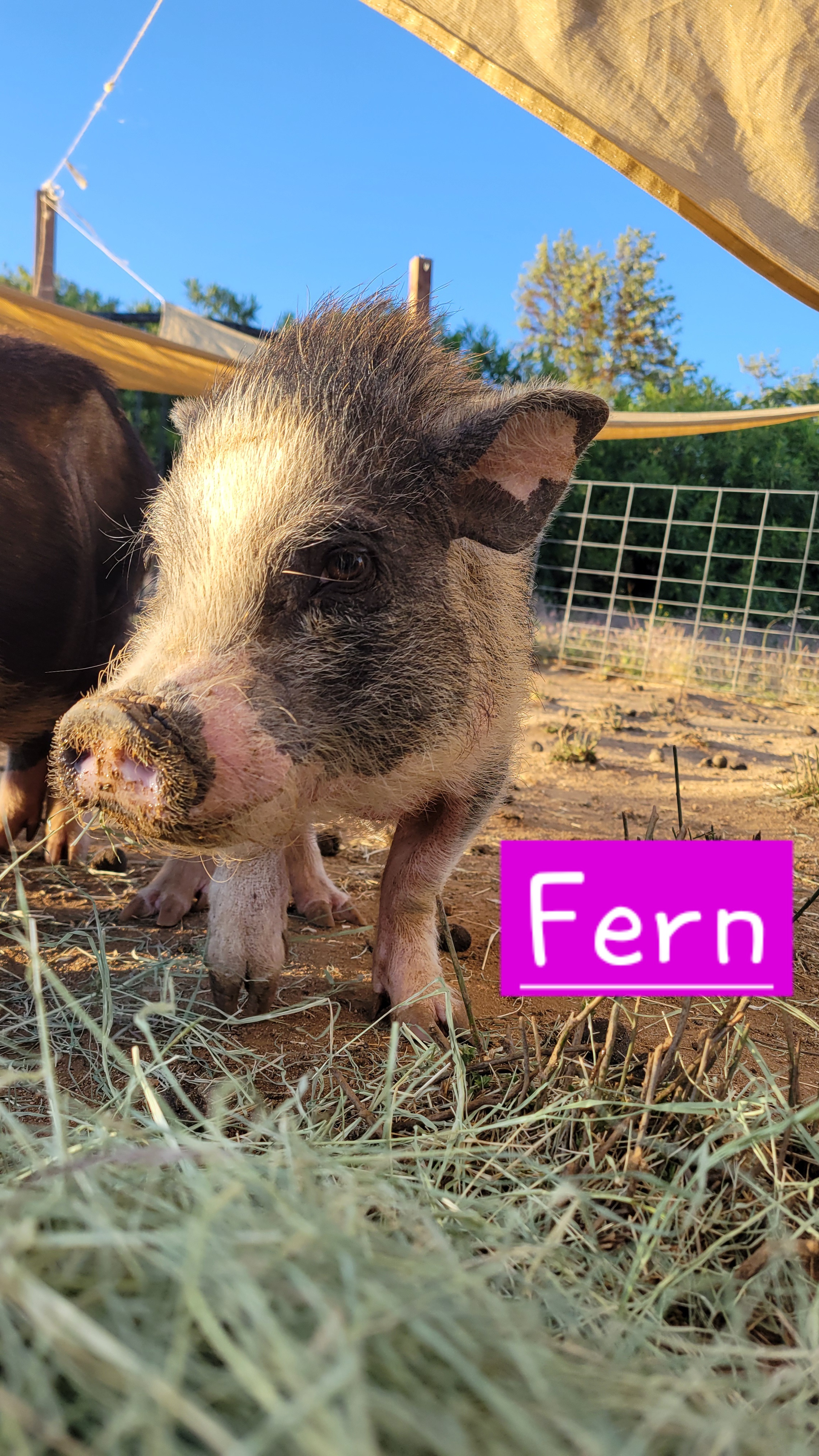Enlarge Fern, a Adoptable Pot Bellied in Agua Dulce, CA image 1/1