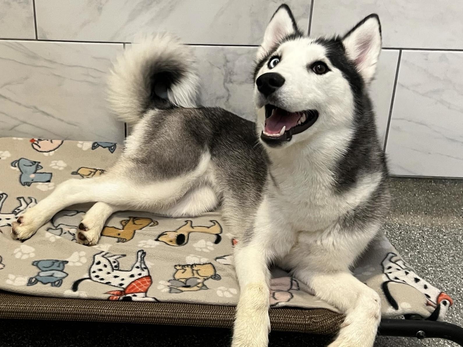 Juniper, ADOPTABLE, Young Female Husky.