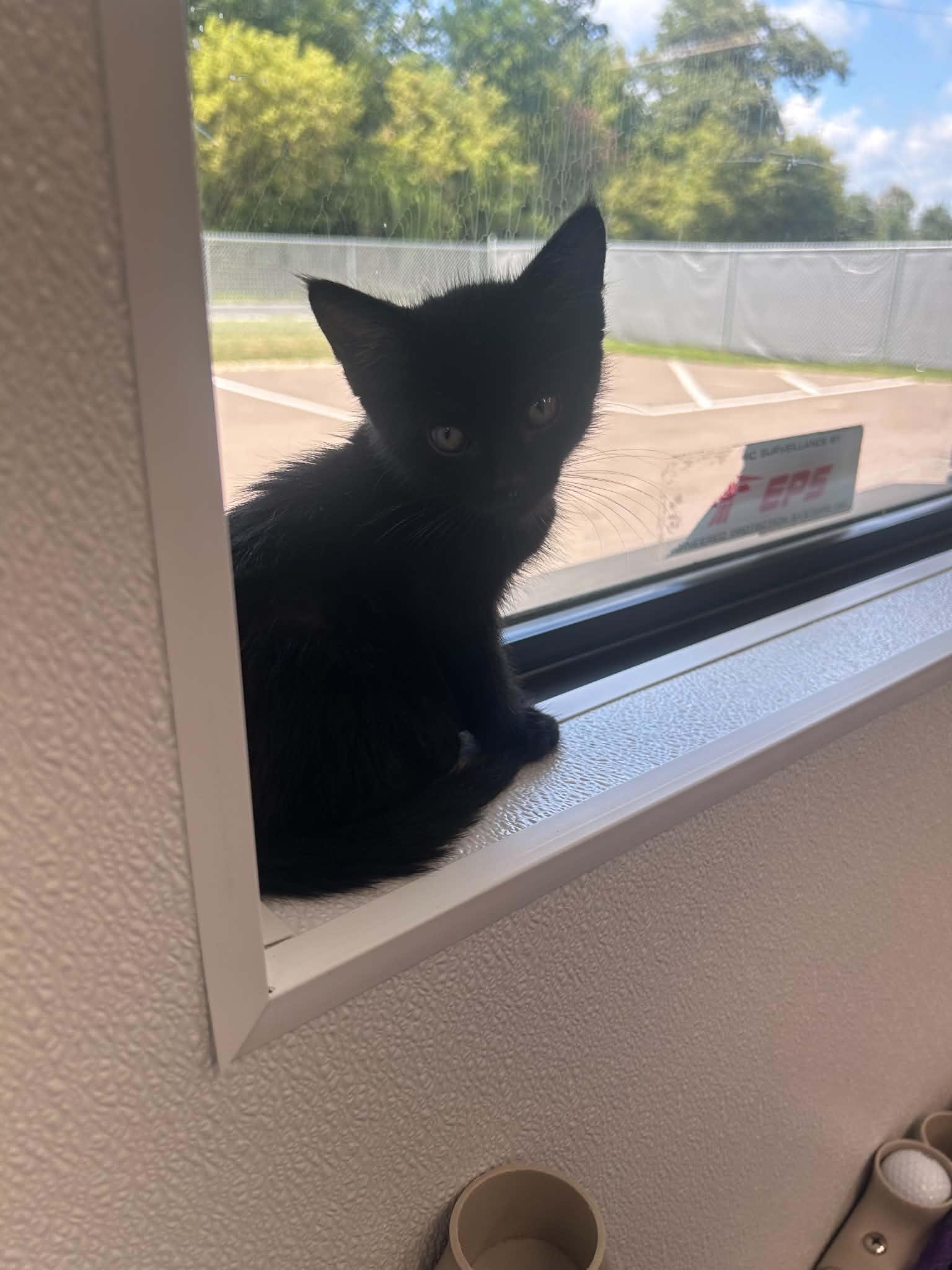 Enlarge Churro, a Adopted Domestic Short Hair in Kalamazoo, MI image 2/2
