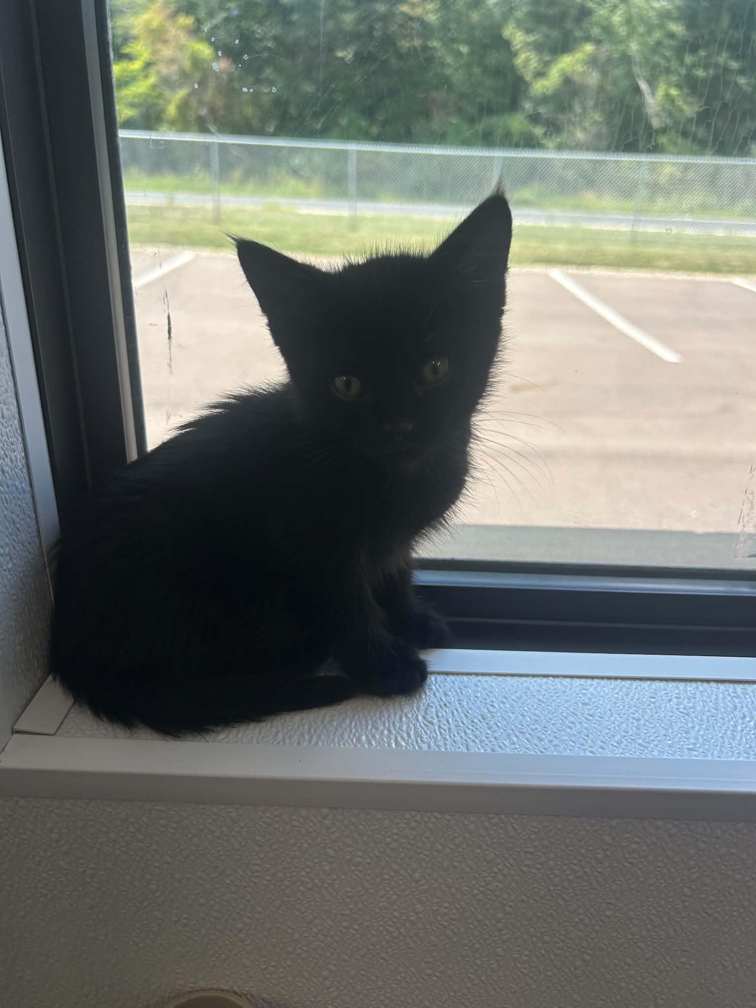 Enlarge Churro, a Adopted Domestic Short Hair in Kalamazoo, MI image 1/2