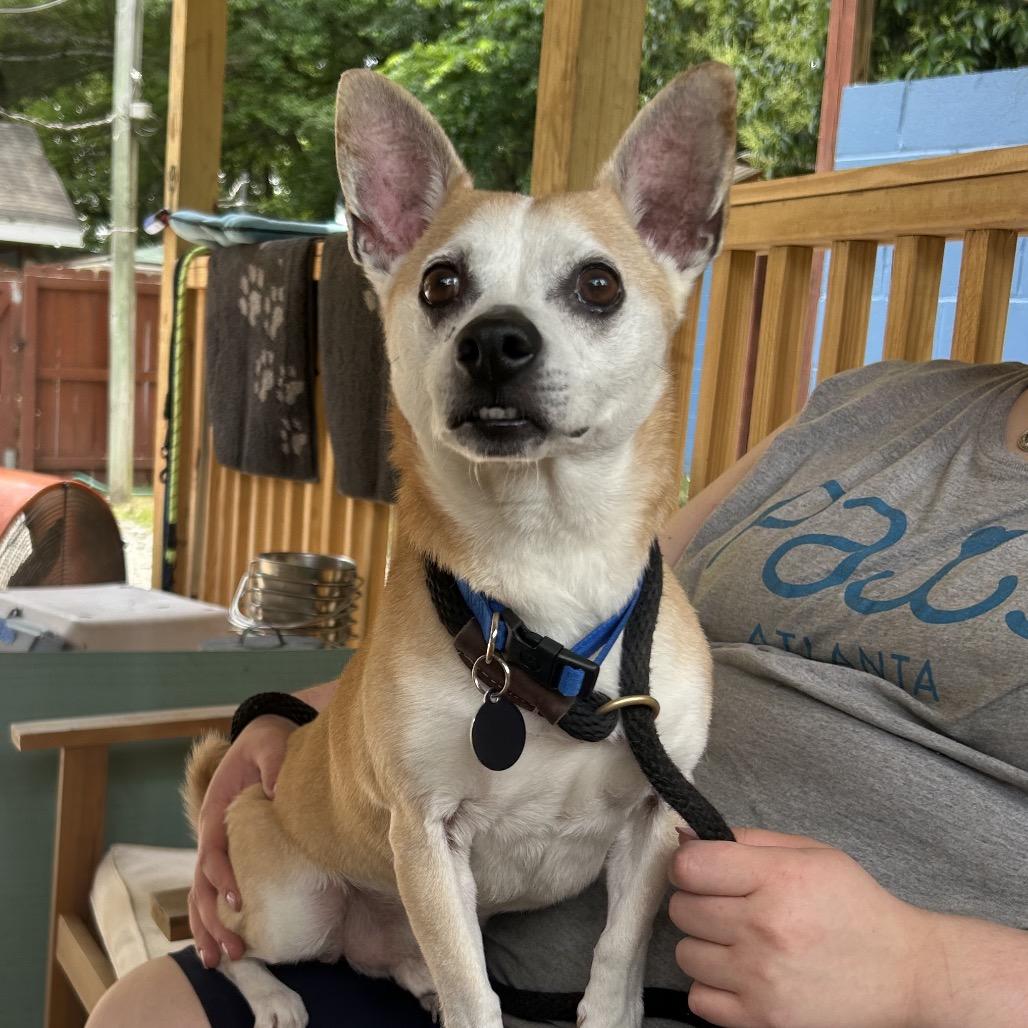 Kee-Ko, Adoptable, Senior Male Mixed Breed.