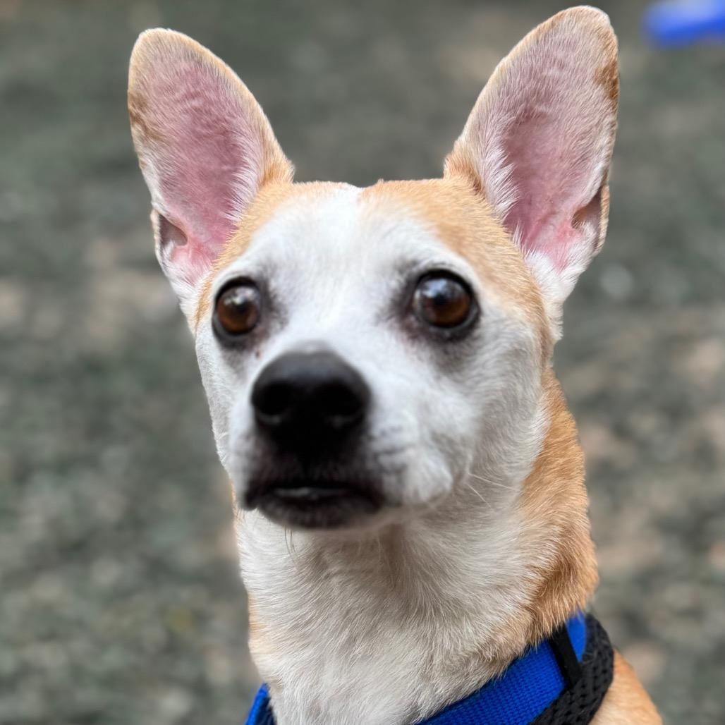 Enlarge Kee-Ko, a Adoptable Mixed Breed in Decatur, GA image 3/3