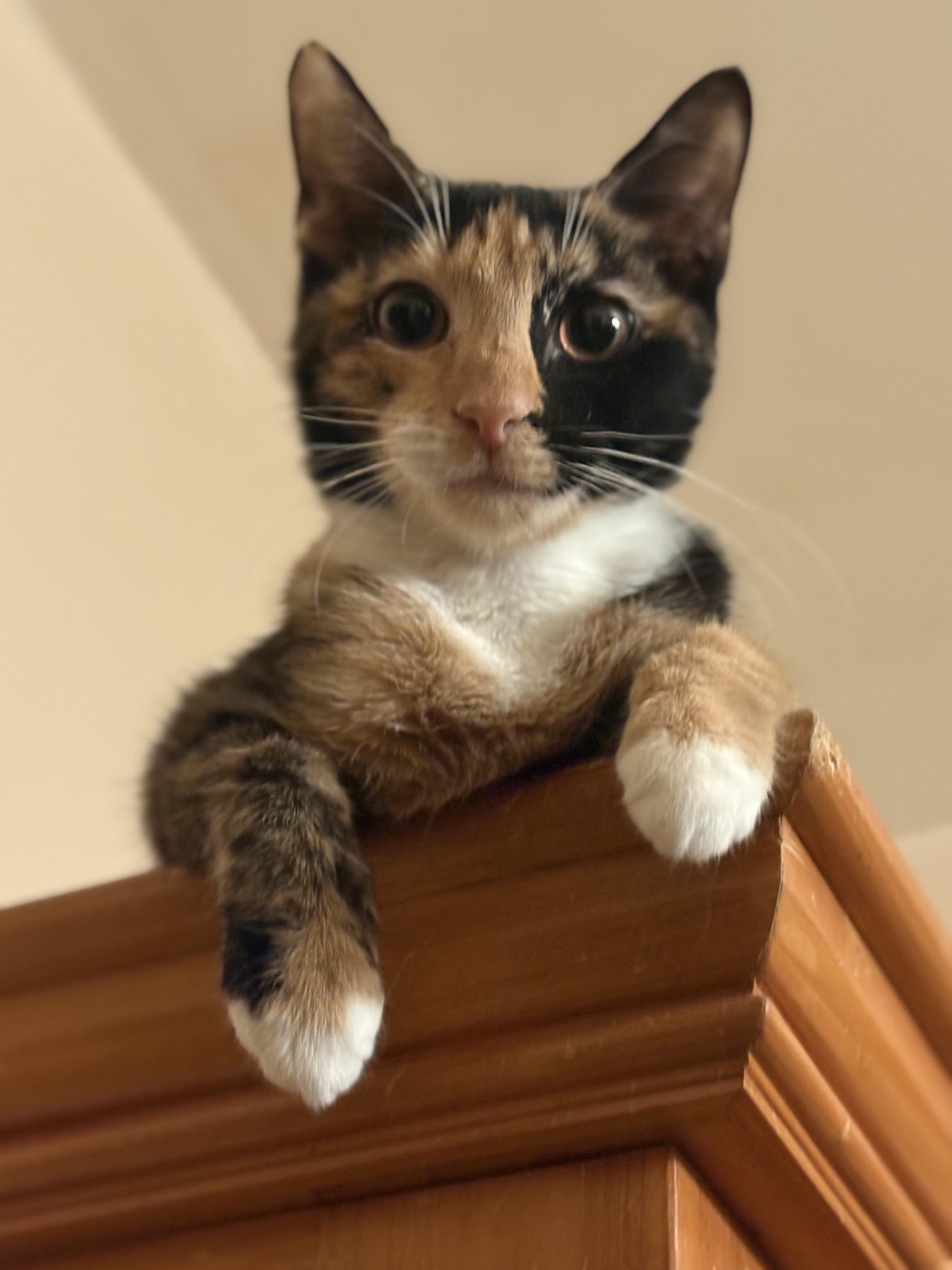 Mandy, adopted, Young Female Domestic Short Hair.