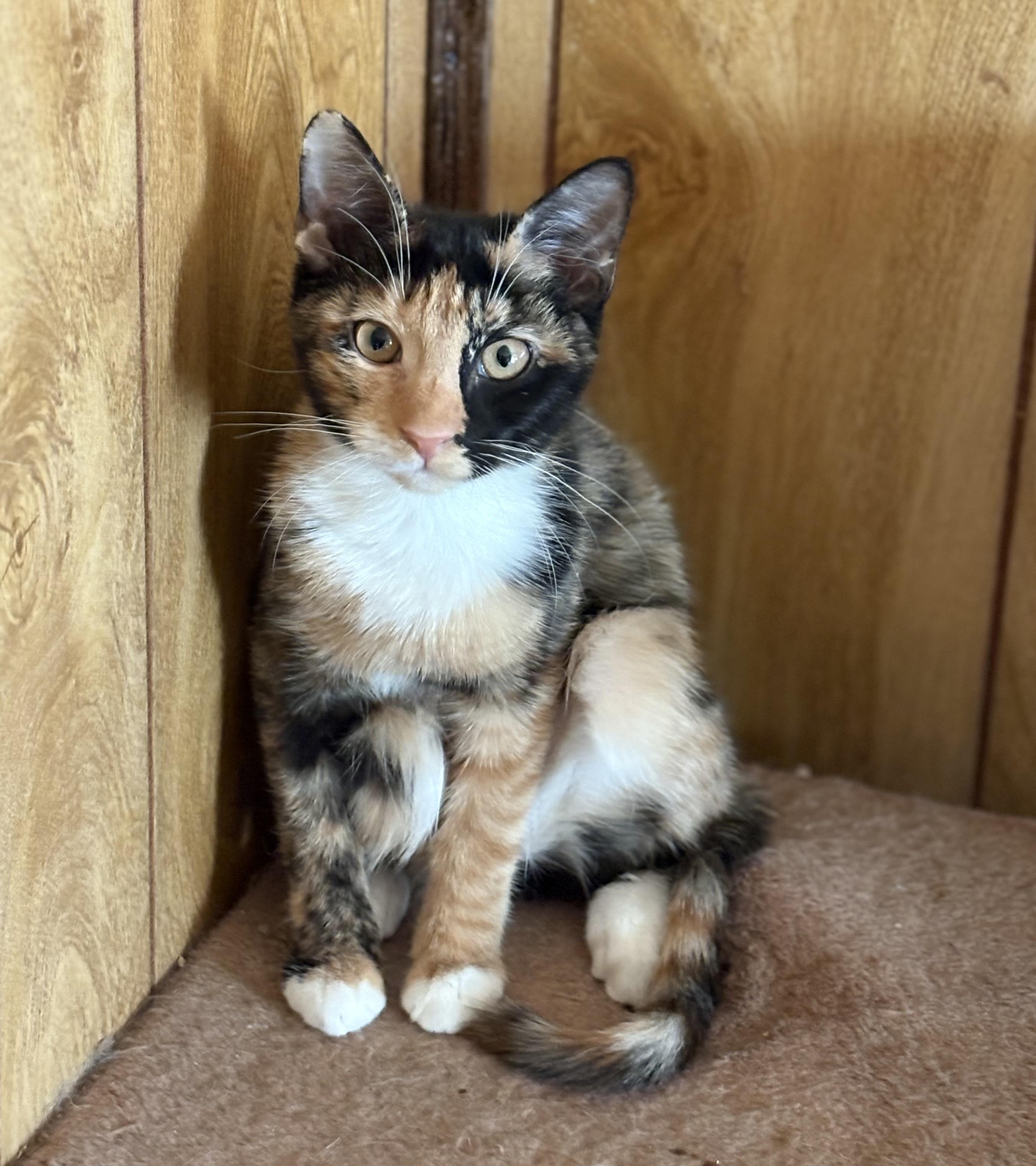 Enlarge Mandy, an adopted Domestic Short Hair in South Ozone Park, NY image 2/2