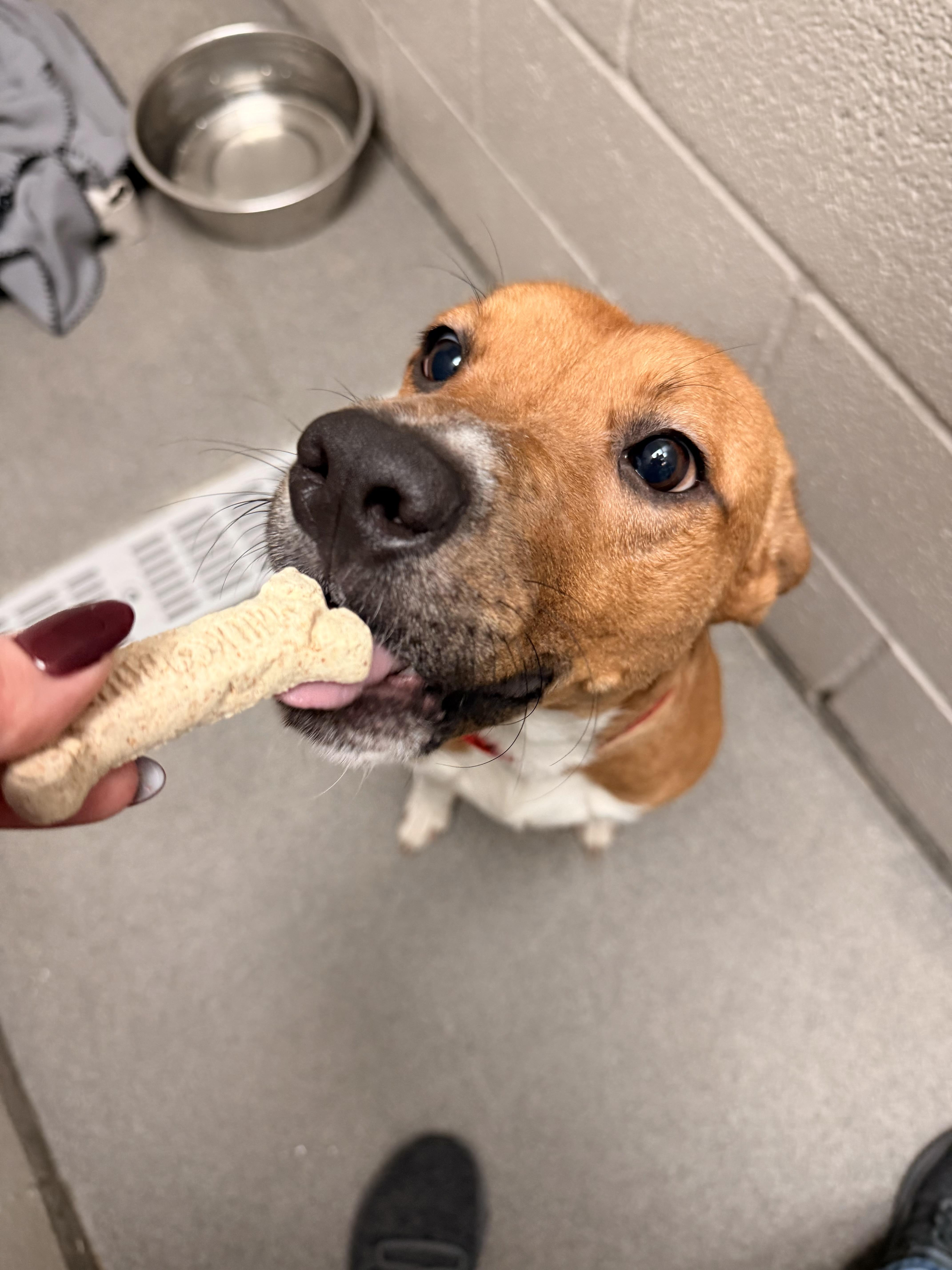 Enlarge Nash, a Adoptable mixed breed in Carrollton, TX image 1/2
