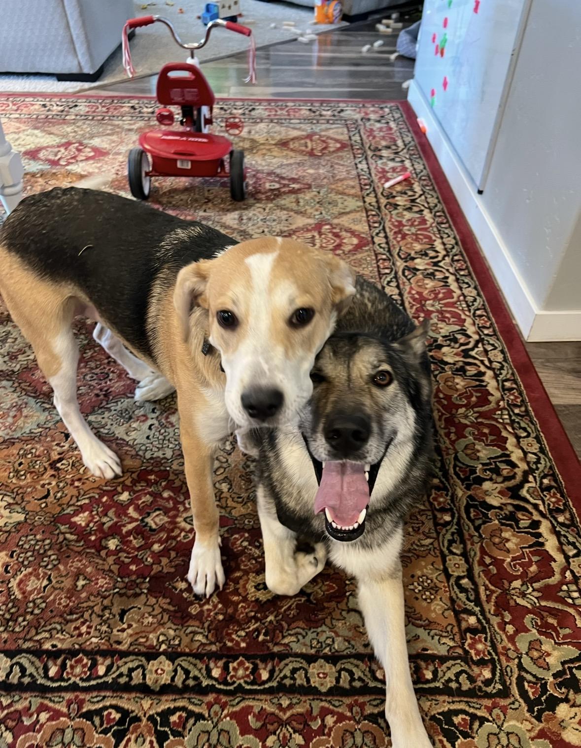 Enlarge Ferb, a Adoptable mixed breed in Bend, OR image 3/4