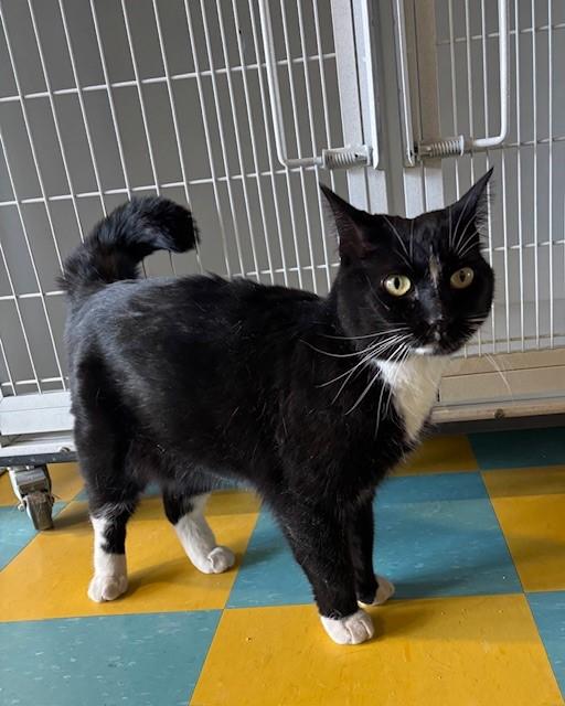 Tippy (bonded with Dobby), a ADOPTABLE Domestic Medium Hair in Eagle, CO image 1/4