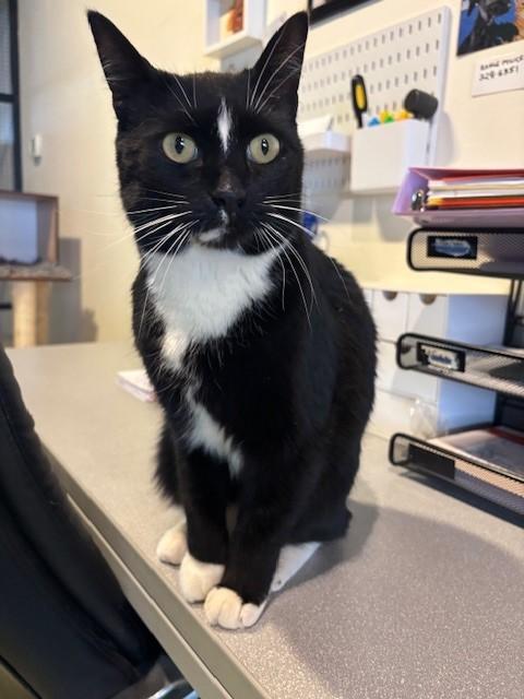 Tippy (bonded with Dobby), a ADOPTABLE Domestic Medium Hair in Eagle, CO image 2/4