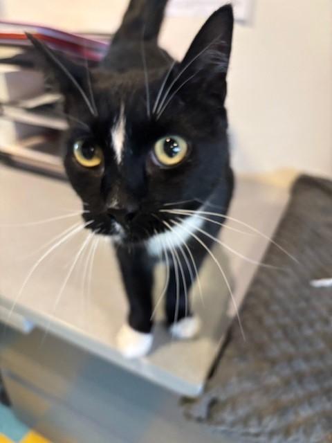 Tippy (bonded with Dobby), a ADOPTABLE Domestic Medium Hair in Eagle, CO image 3/4