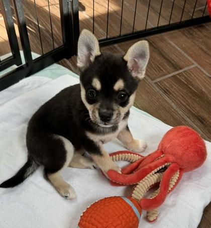 Enlarge ERIKA , an adopted mixed breed in Bonney Lake, WA image 3/3