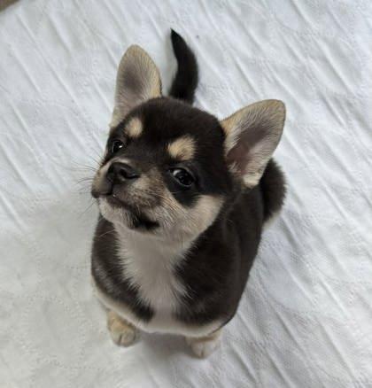 Enlarge ERIKA , an adopted mixed breed in Bonney Lake, WA image 2/3