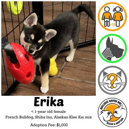 ERIKA , adopted, Puppy Female French Bulldog & Shiba Inu.