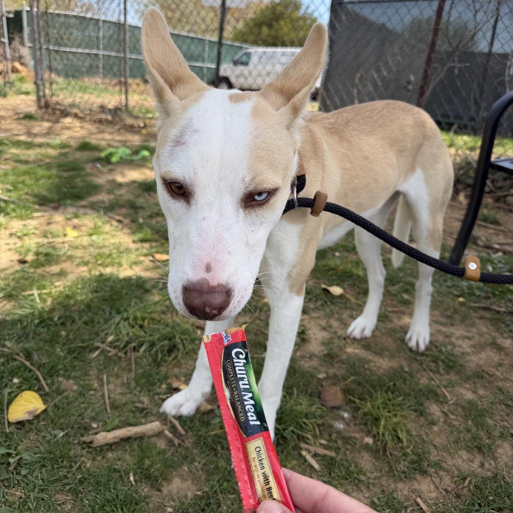 Zarlyn, Adoptable, Young Female Husky & Pit Bull Terrier.